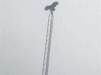 bird on top of pole outside